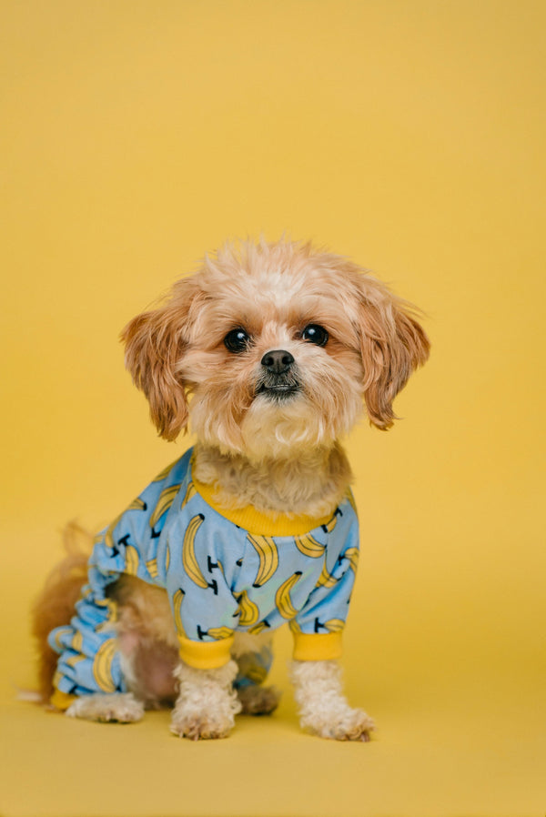 Pet Supplies